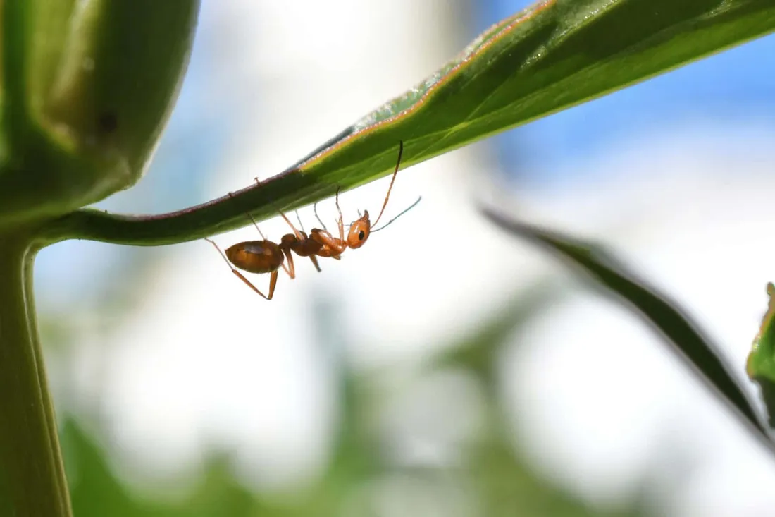Argentine Ant