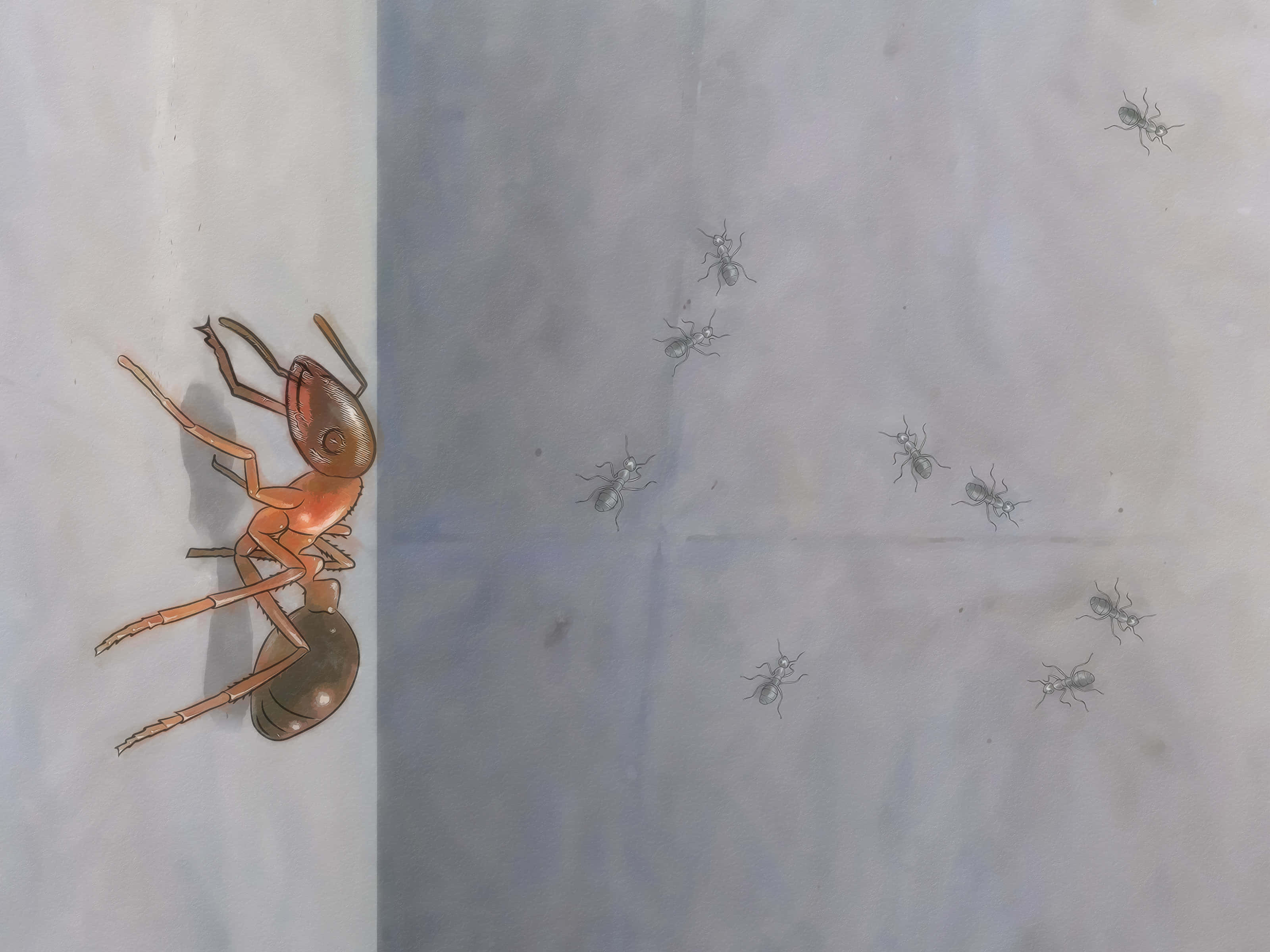 Argentine Ant, reddish-brown ant, gray ants, 2K Desktop Wallpaper