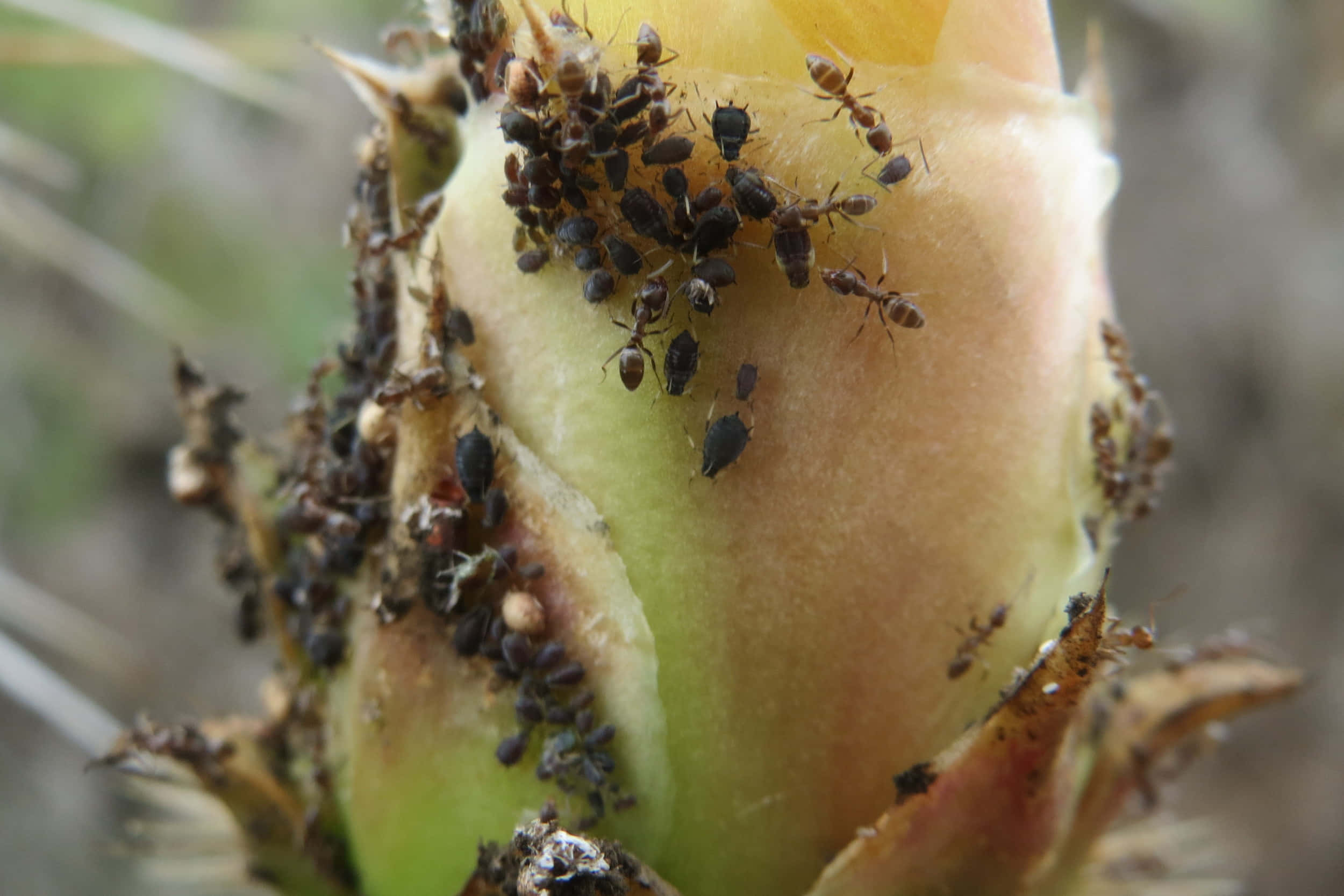 Argentine Ant, aphids, succulent plant, Full HD Desktop Wallpaper