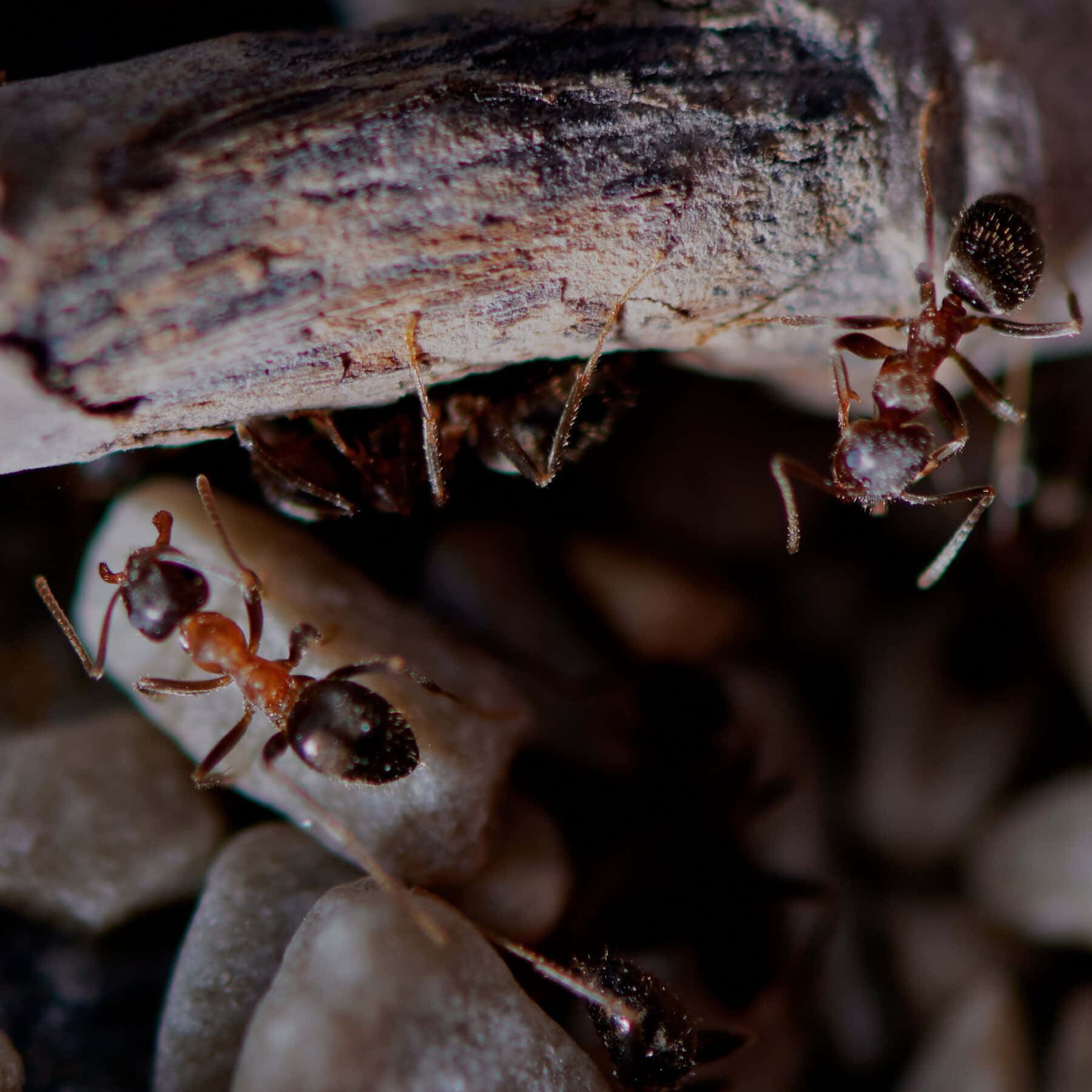 Argentine Ant, twig, weathered log, HD Desktop Wallpaper