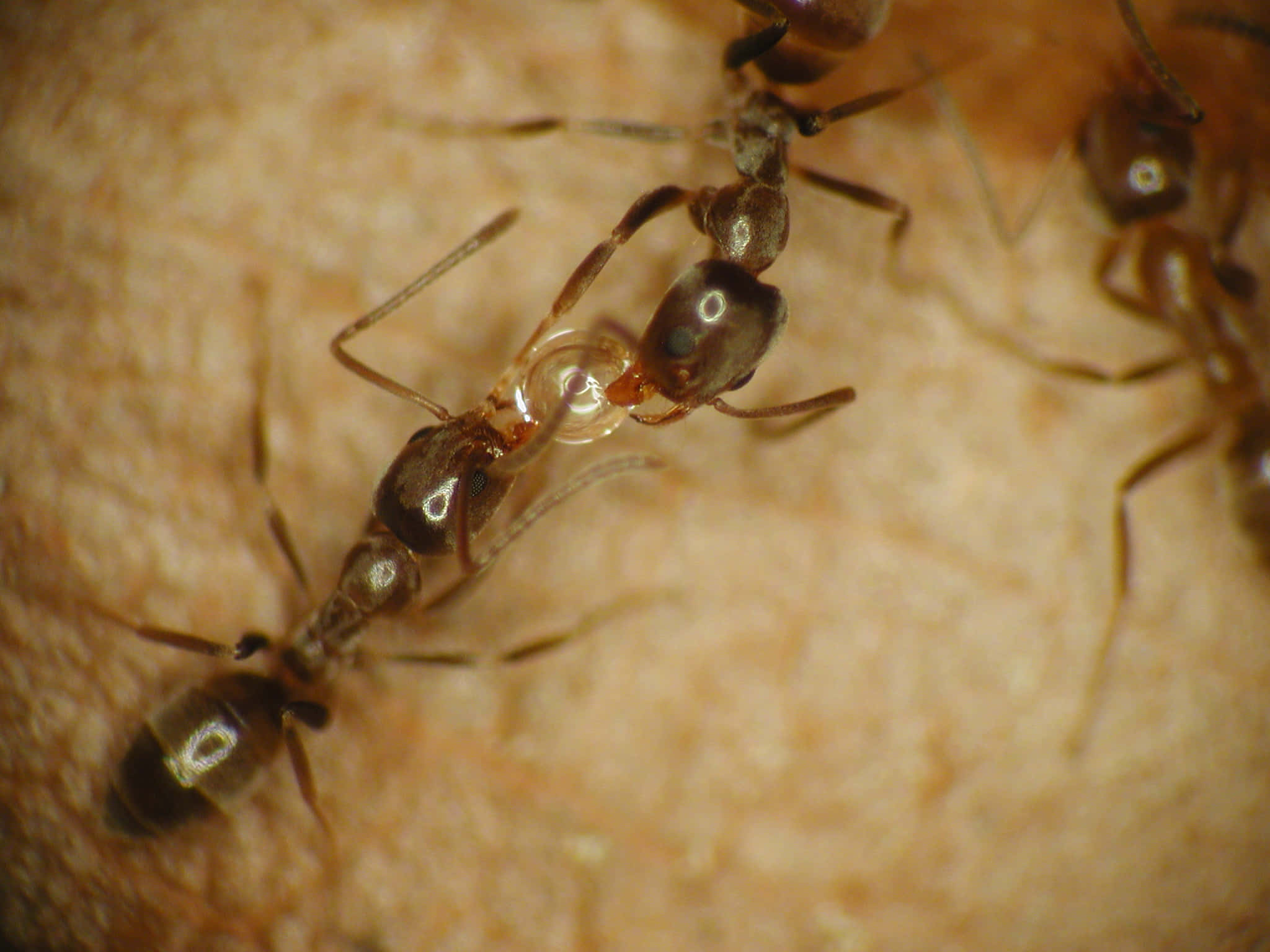 Argentine Ant, bubble of liquid, textured surface, Full HD Desktop Wallpaper