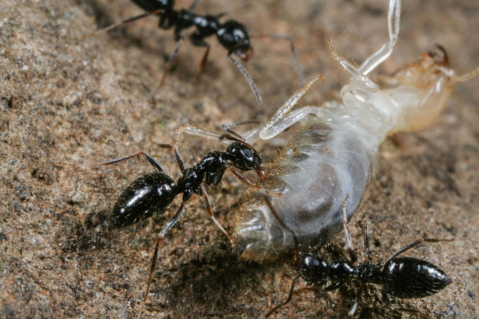 Argentine Ant, translucent white termite carcass, rough brown soil, Full HD Desktop Wallpaper