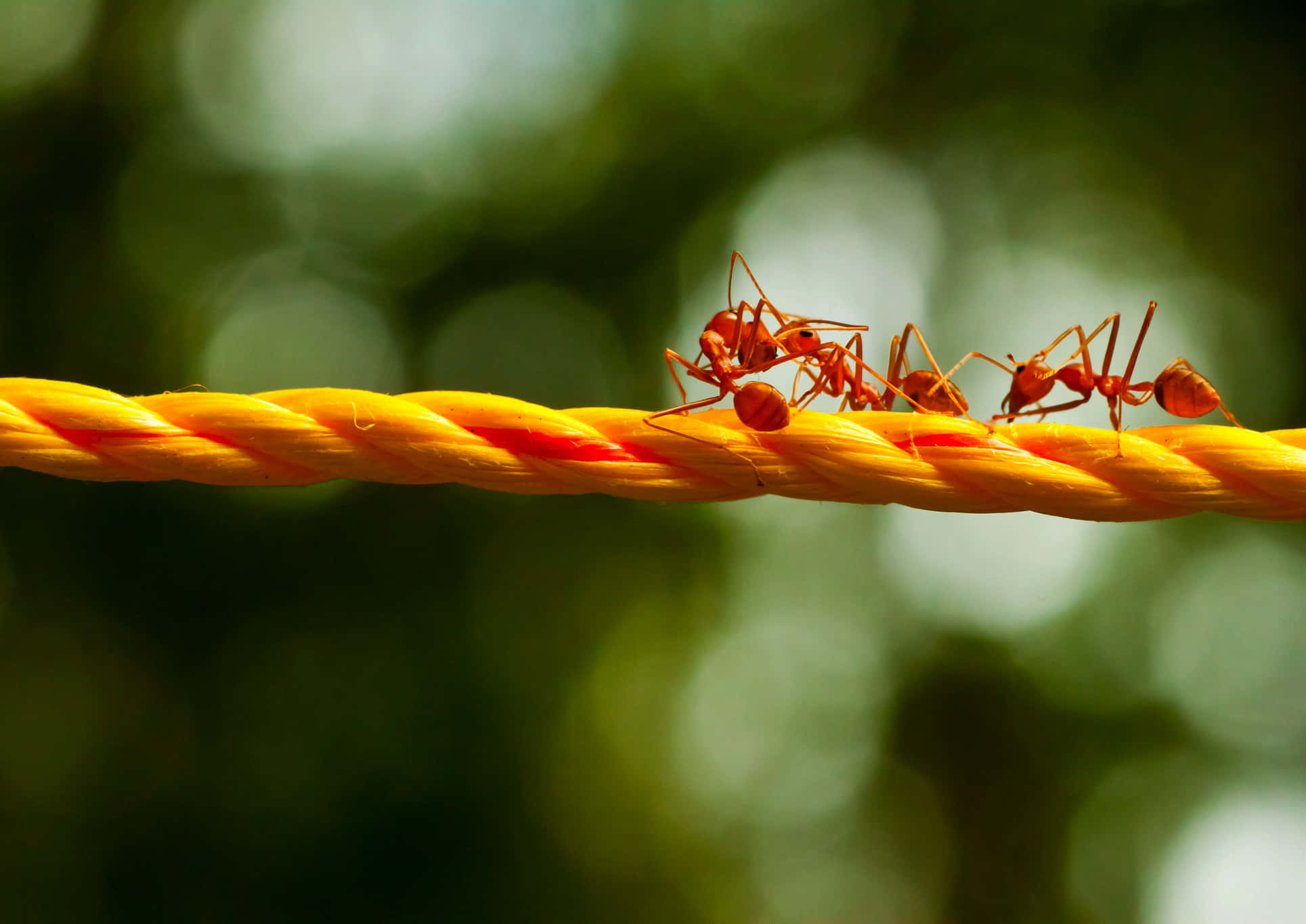 Argentine Ant, yellow rope, red ants, Full HD Desktop Wallpaper