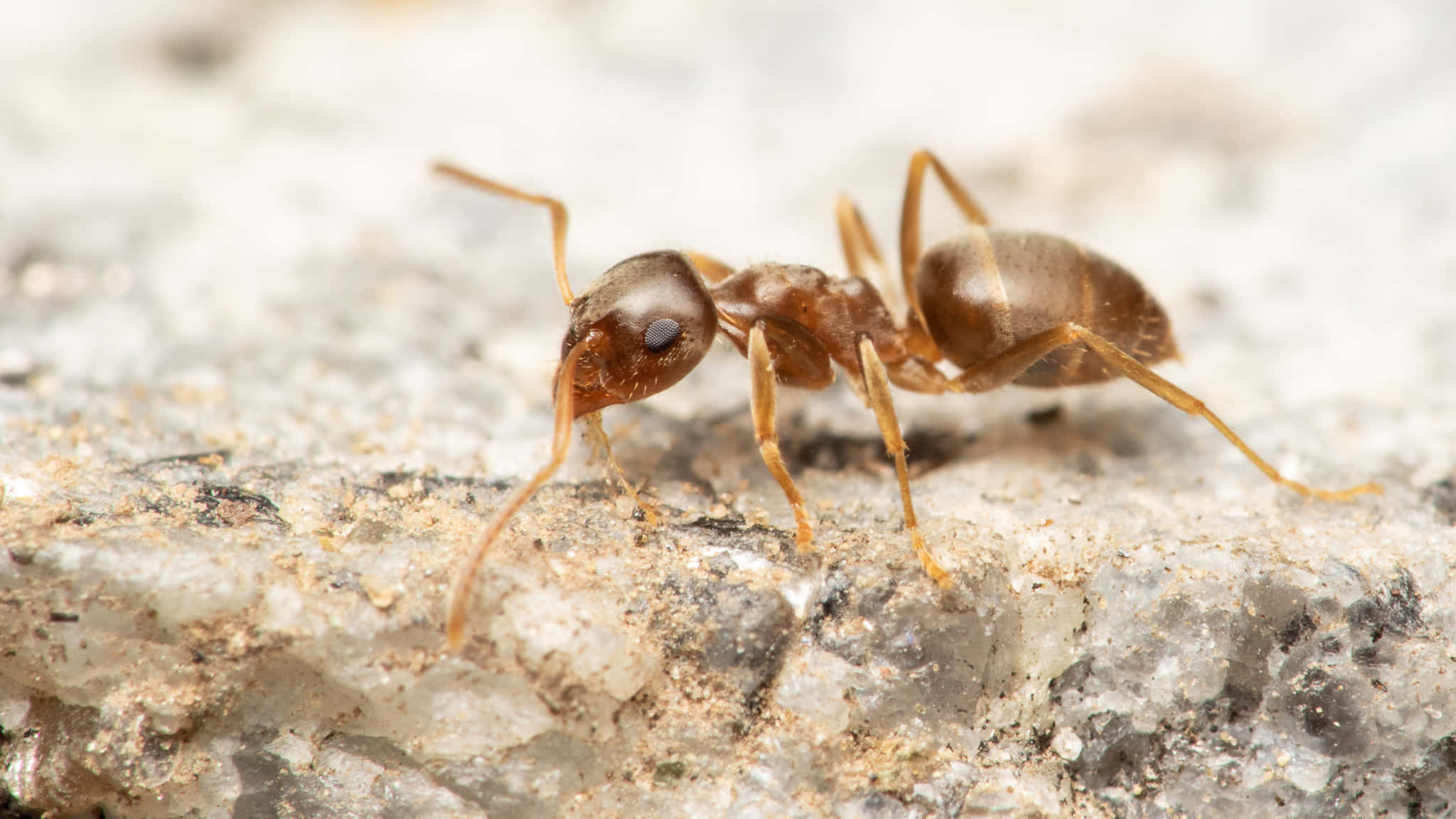 Argentine Ant, brown ant, textured rocky surface, Full HD Desktop Wallpaper