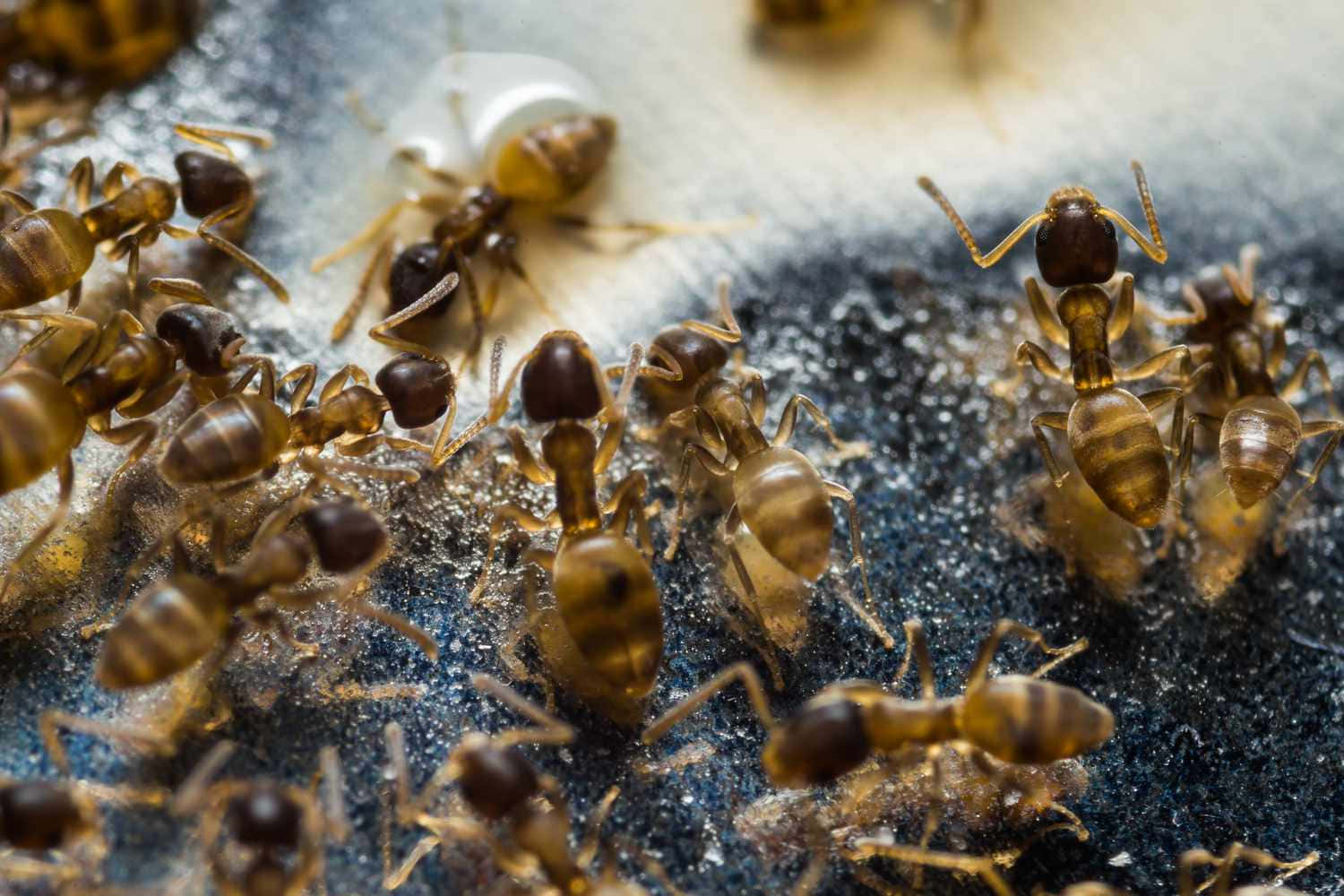 Argentine Ant, brown ants, dark textured surface, HD Desktop Wallpaper