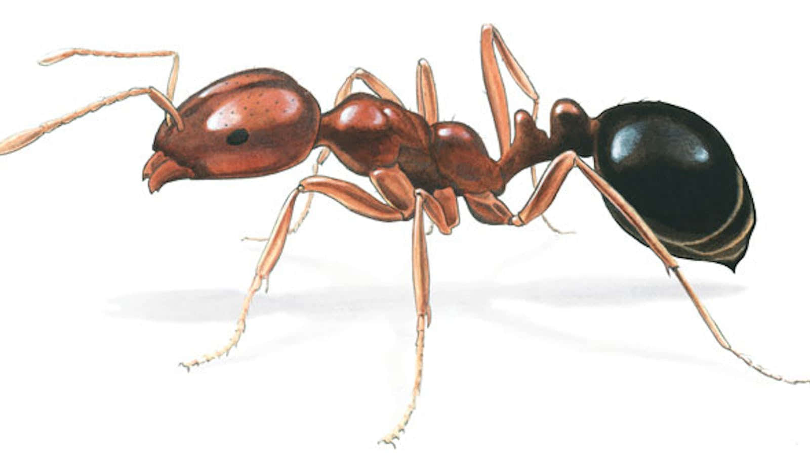 Argentine Ant, reddish-brown ant, black abdomen, HD Desktop Wallpaper
