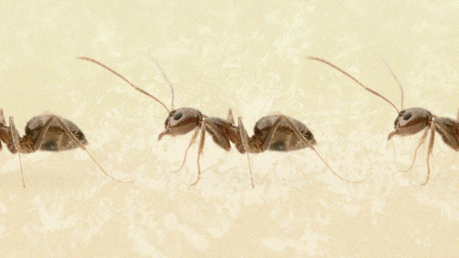 Argentine Ant, formation, textured beige surface, HD Desktop Wallpaper