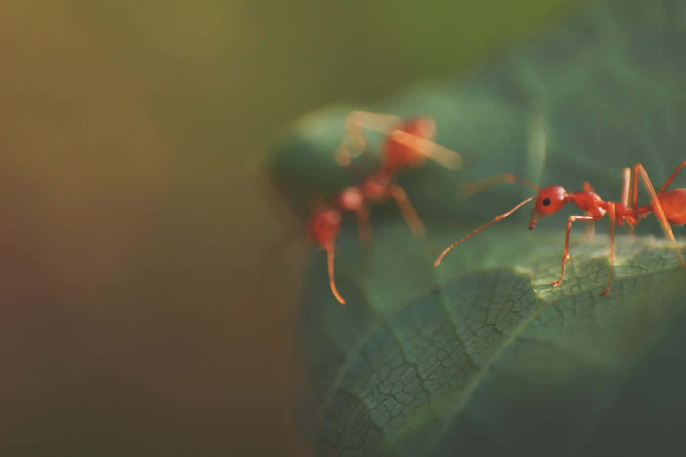 Argentine Ant, leaf, green leaf, HD Desktop Wallpaper