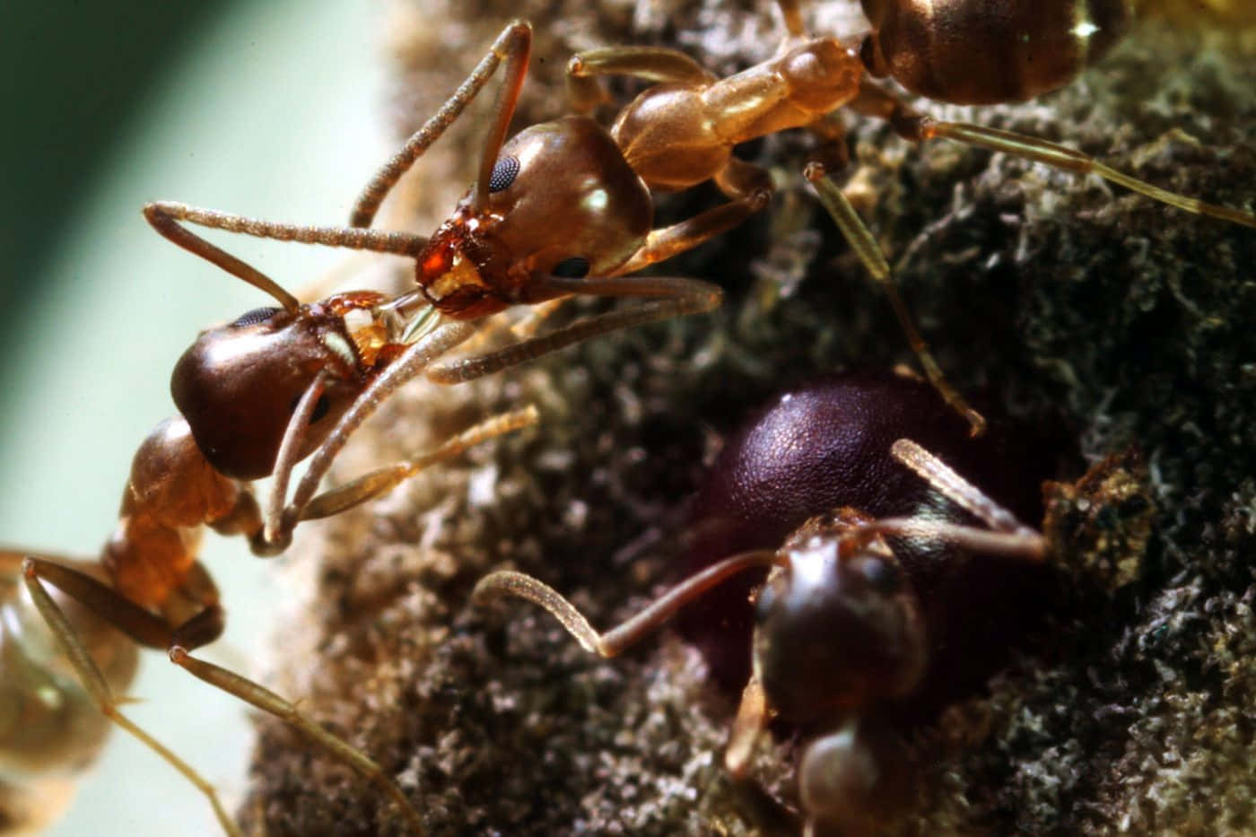 Argentine Ant, reddish-brown ants, dark purple egg, HD Desktop Wallpaper