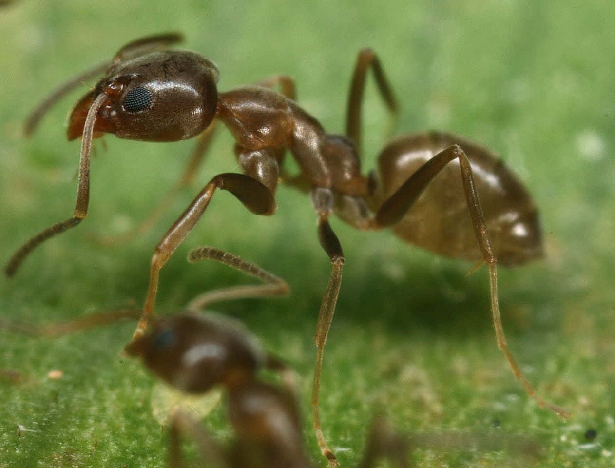 Argentine Ant, brown ant, antennae, SD Desktop Wallpaper
