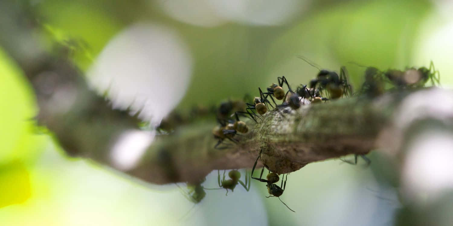 Argentine Ant, tree branch, black ants, HD Desktop Wallpaper