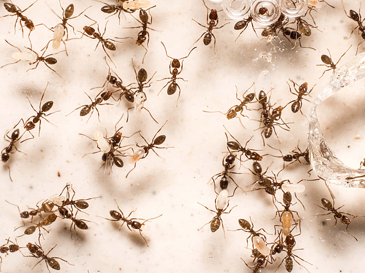 Argentine Ant, dark brown ants, translucent larvae, SD Desktop Wallpaper