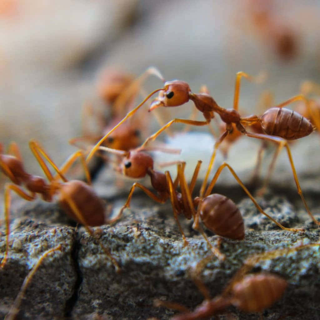 Argentine Ant, rock, reddish-brown, SD Desktop Wallpaper
