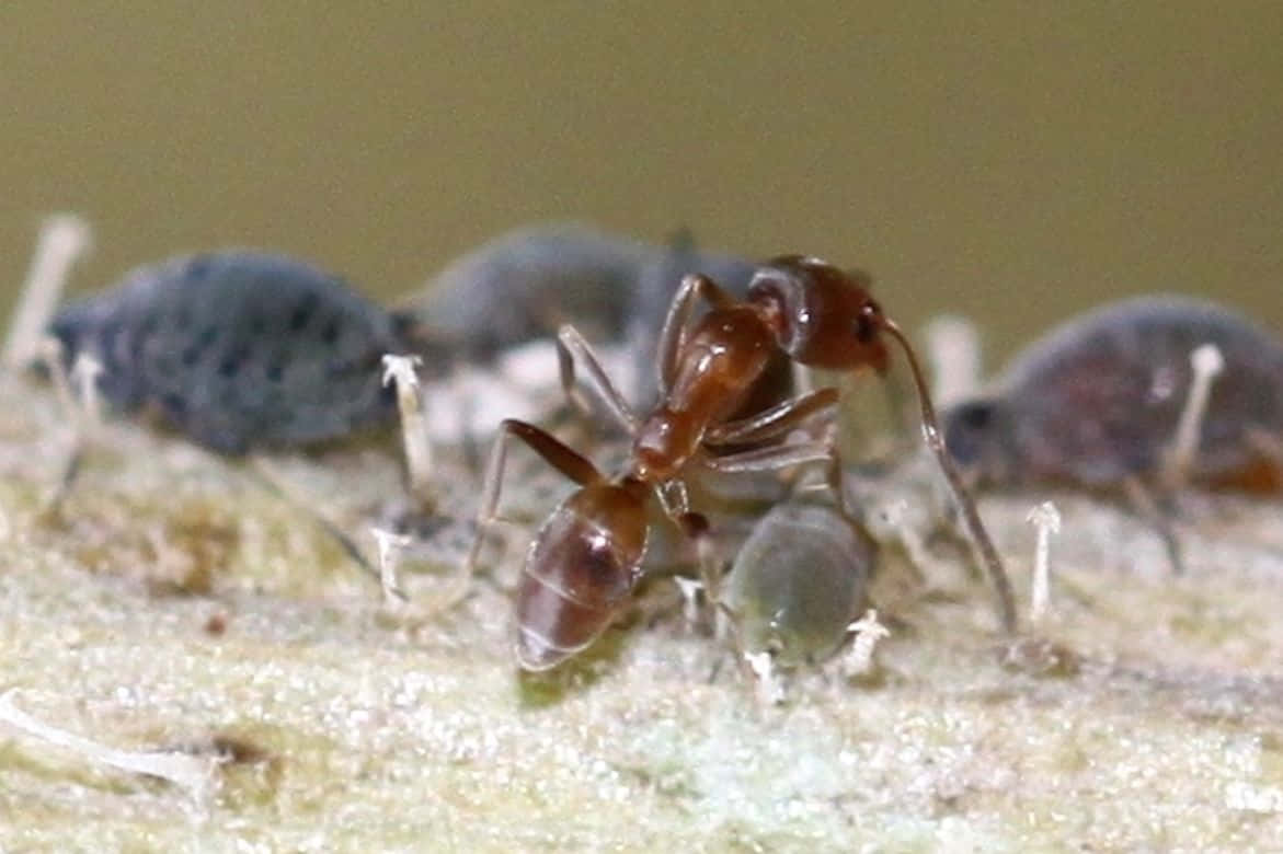 Argentine Ant, aphids, reddish-brown ant, SD Desktop Wallpaper