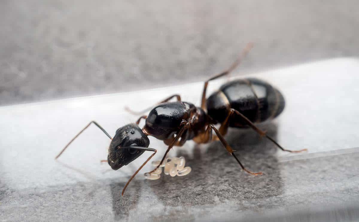 Argentine Ant, eggs, black ant, SD Desktop Wallpaper