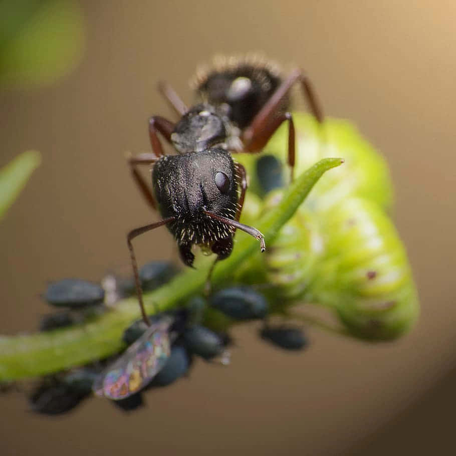 Argentine Ant, green plant stem, dark fuzzy ant, SD Desktop Wallpaper