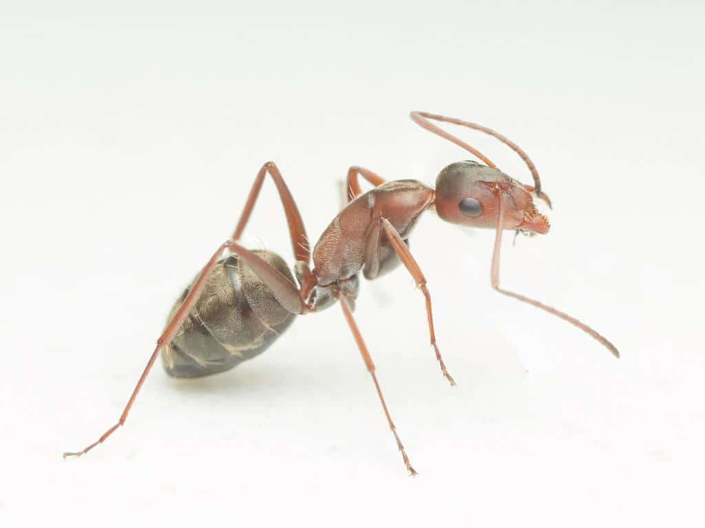 Argentine Ant, reddish-brown, segmented body, SD Desktop Wallpaper