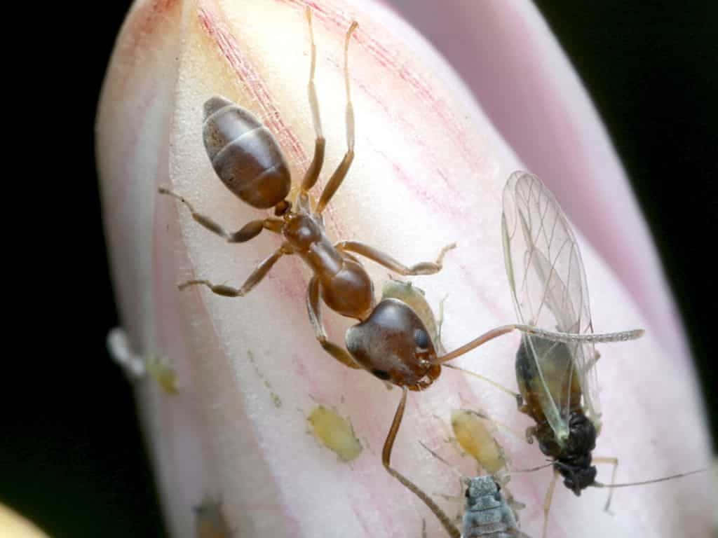 Argentine Ant, aphids, pale pink flower bud, SD Desktop Wallpaper