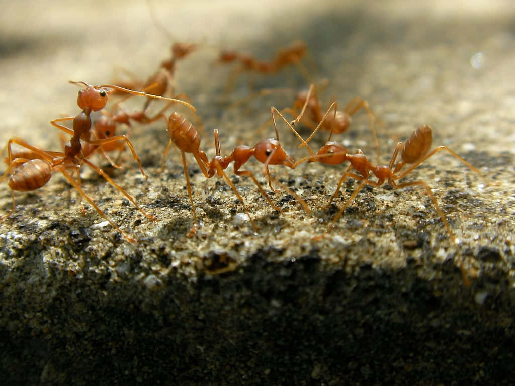 Argentine Ant, rocky surface, red ants, SD Desktop Wallpaper