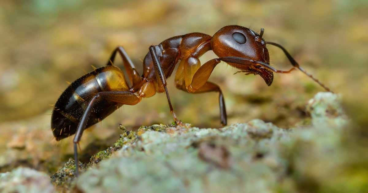 Argentine Ant, reddish-brown ant, black abdomen, SD Desktop Wallpaper
