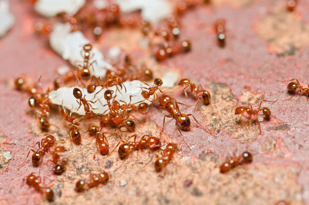 Argentine Ant, reddish-brown ants, white food fragments, SD Desktop Wallpaper