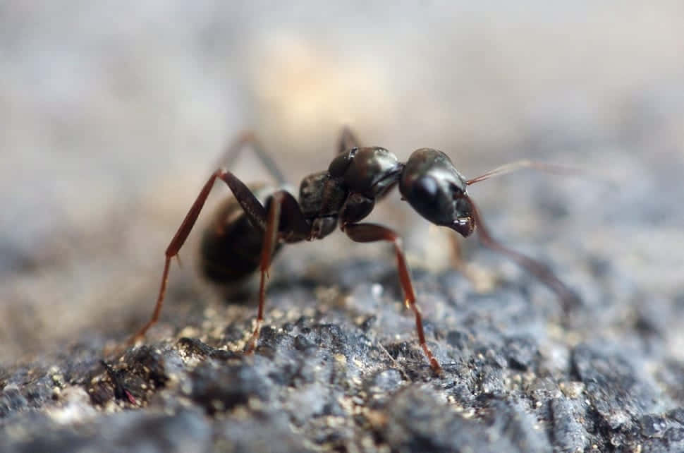 Argentine Ant, black ant, reddish-brown legs, SD Desktop Wallpaper