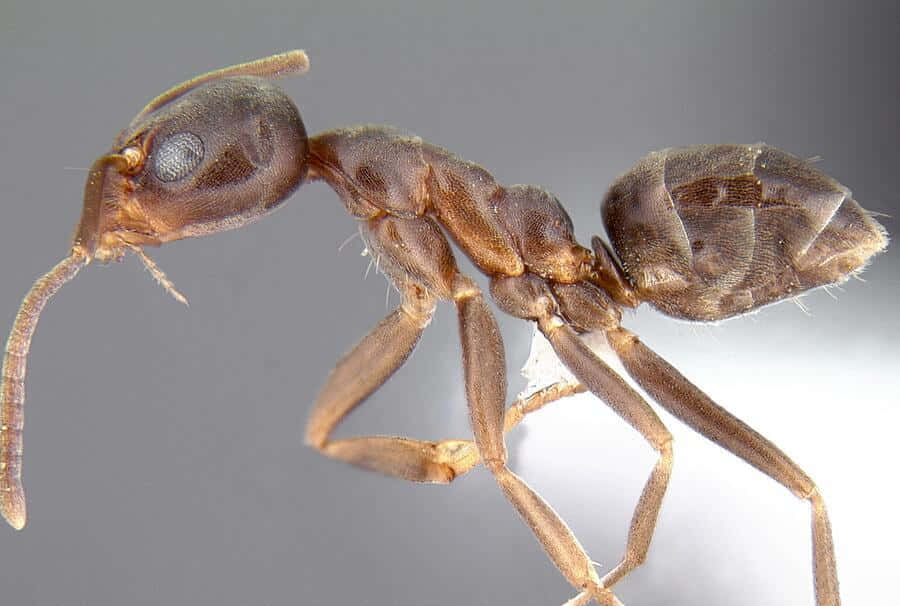 Argentine Ant, brown ant, profile, SD Desktop Wallpaper