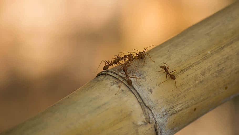 Argentine Ant, bamboo, reddish-brown ants, SD Desktop Wallpaper