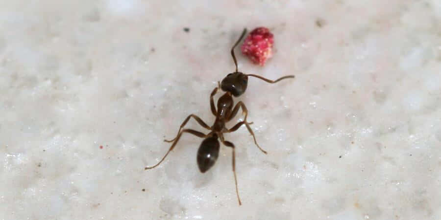 Argentine Ant, food particle, pinkish-red, SD Desktop Wallpaper