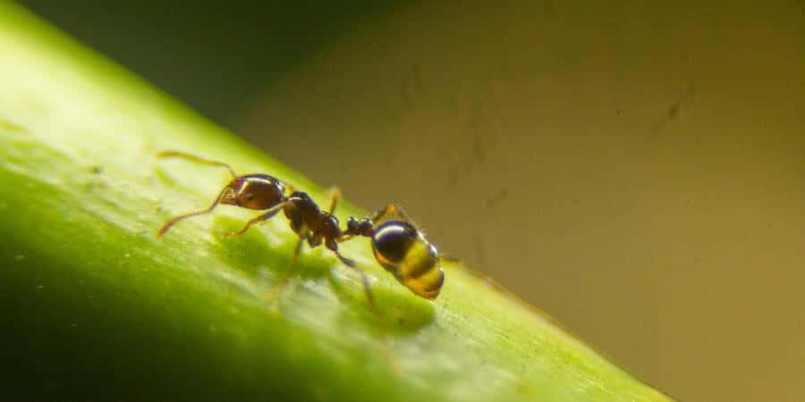 Argentine Ant, green stem, black and yellow ant, SD Desktop Wallpaper