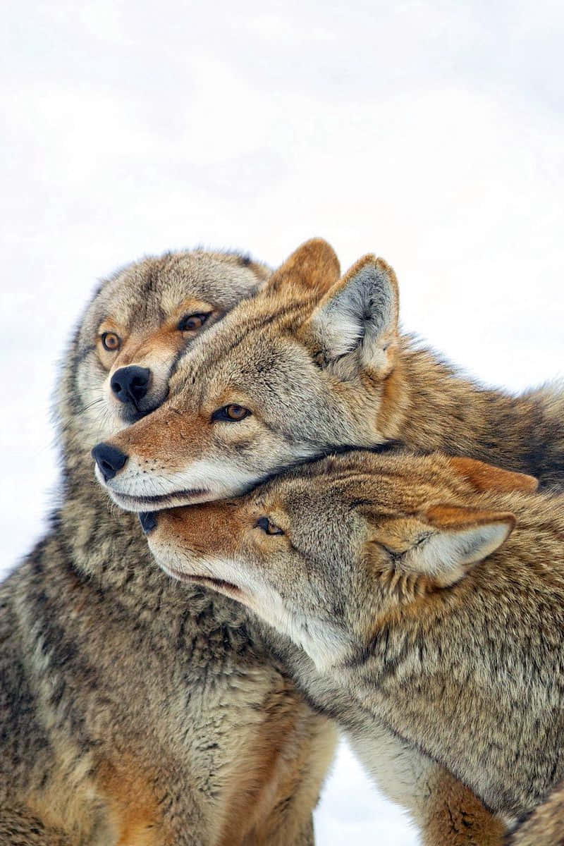 coyote family, snowy winter landscape, nuzzle affectionately, SD Phone Wallpaper
