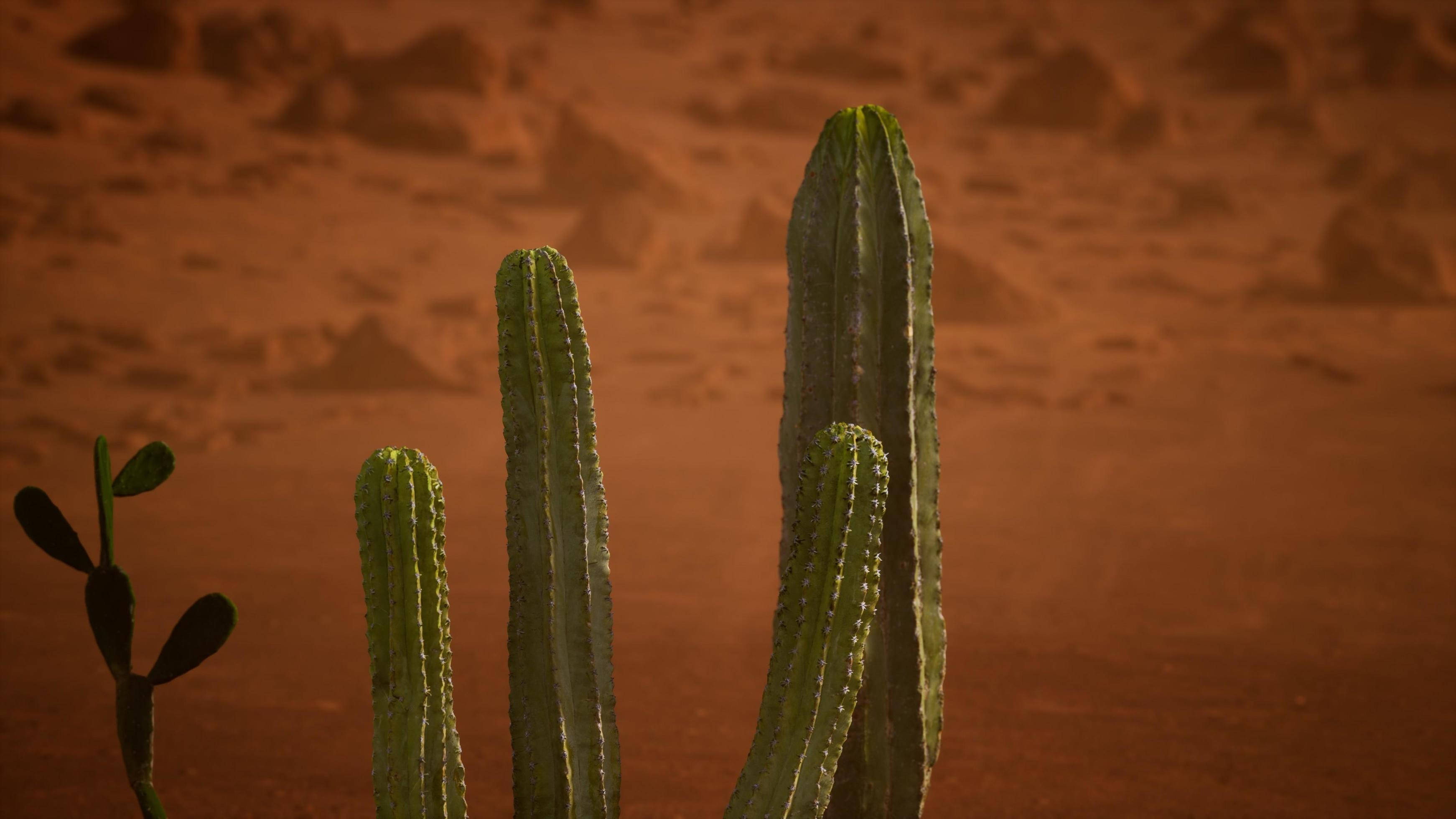 cactus plant, Arizona Desert, tall green cacti, 2K Desktop Wallpaper