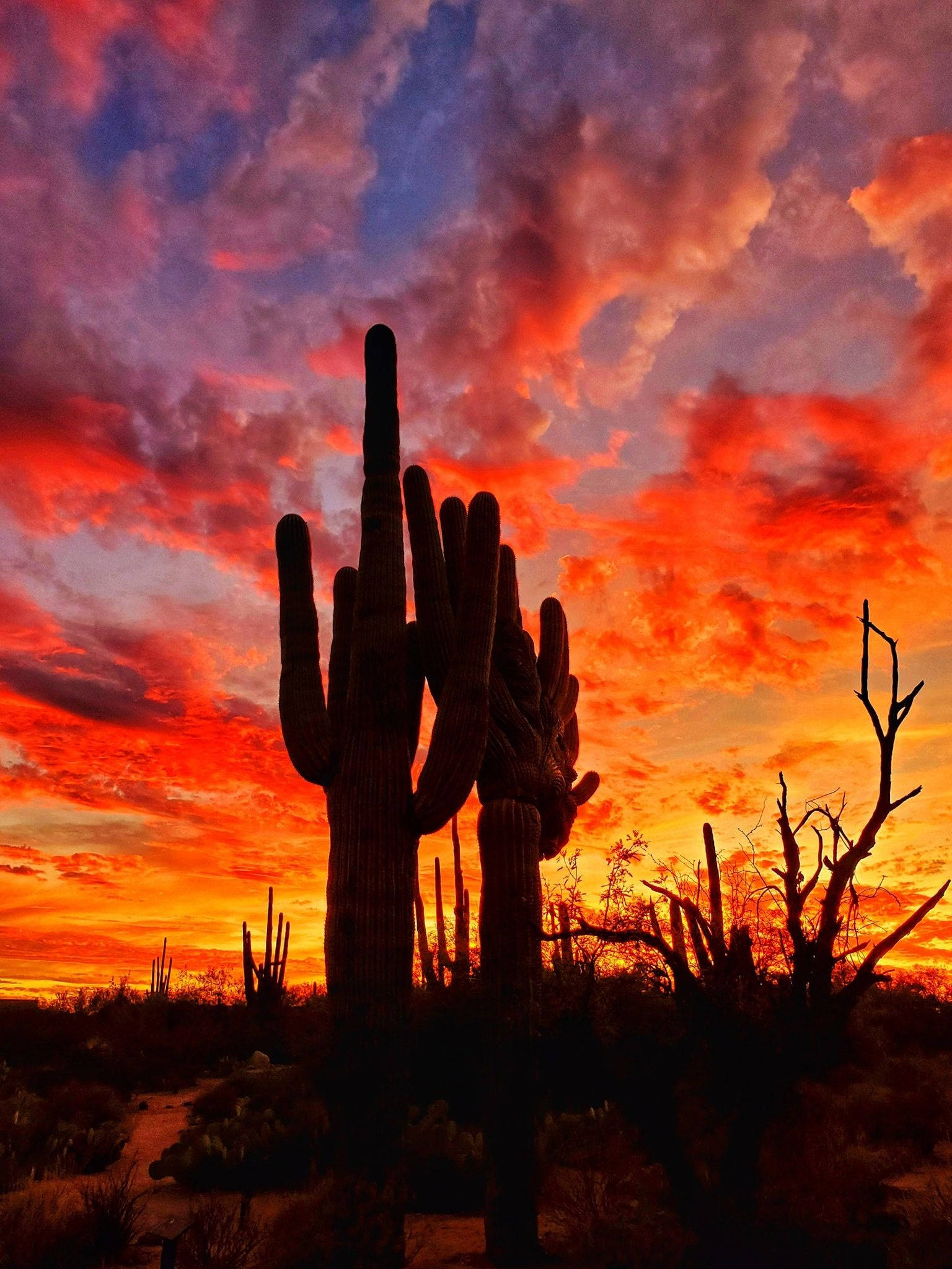 saguaro cactus, Arizona Desert, fiery sunset sky, Full HD Phone Wallpaper