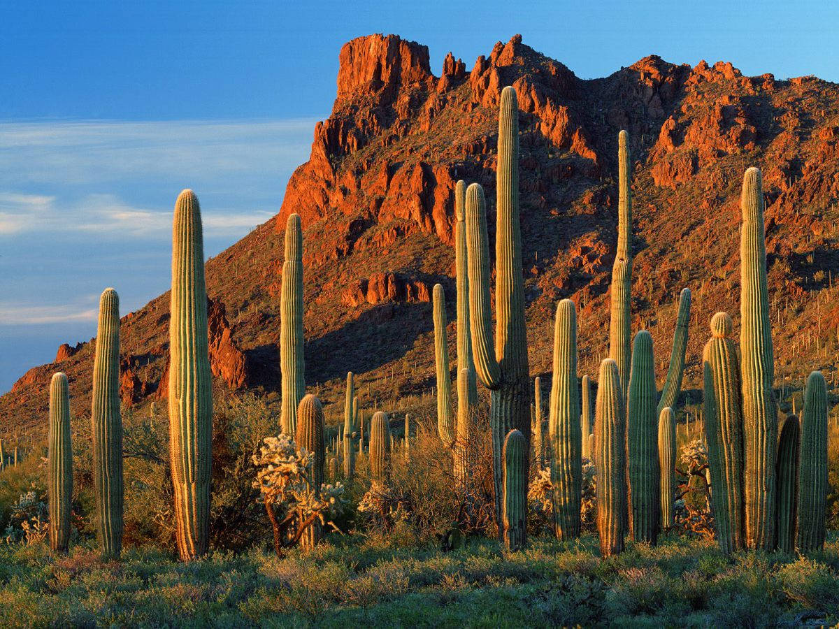 saguaro cacti, red rock formations, golden sunset light, SD Desktop Wallpaper