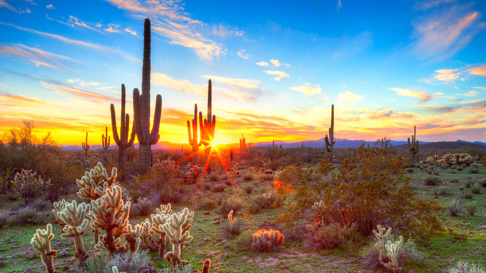 Saguaro cacti, vibrant sunset sky, golden light, Full HD Desktop Wallpaper