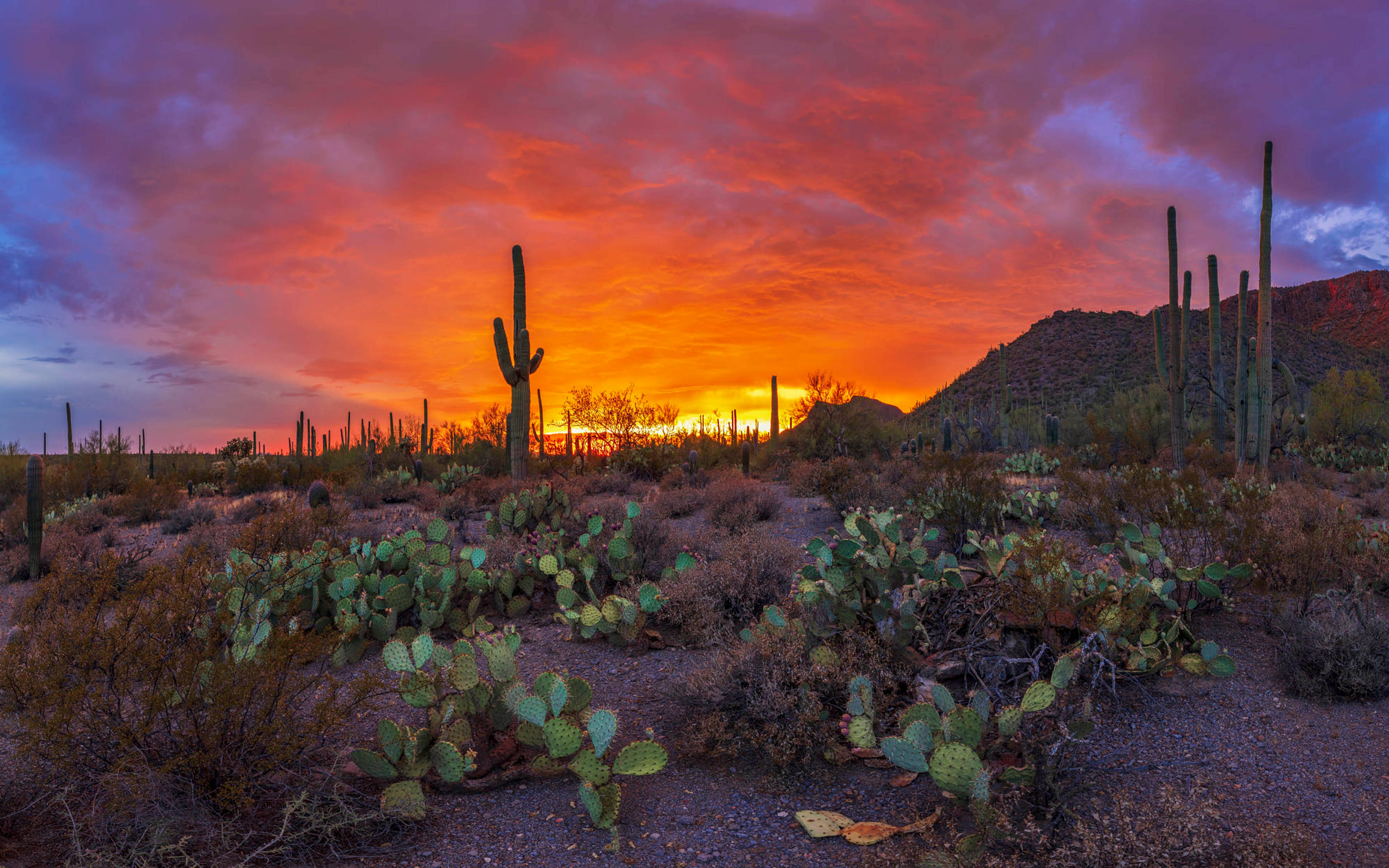 fiery sunset, Arizona Desert, saguaro cacti, 4K Desktop Wallpaper