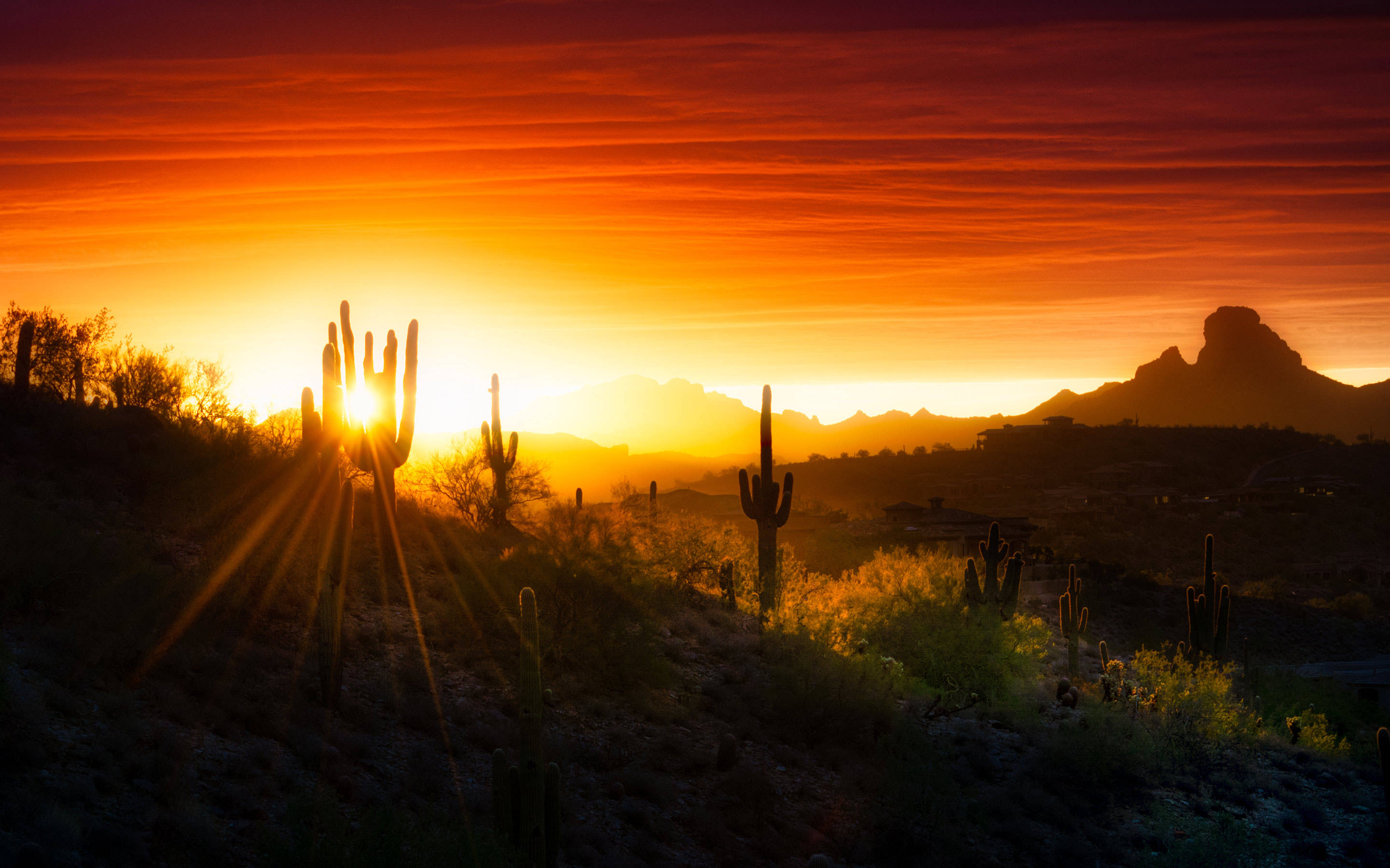 Arizona Desert, sunrise, cactus, 2K Desktop Wallpaper