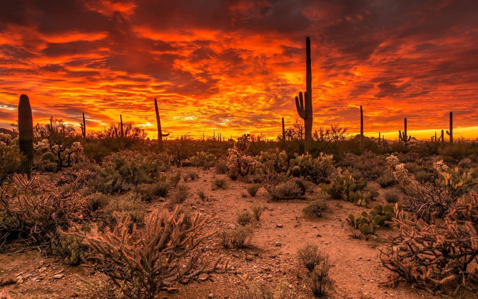 fiery orange clouds, sunset, saguaro cacti, Full HD Desktop Wallpaper