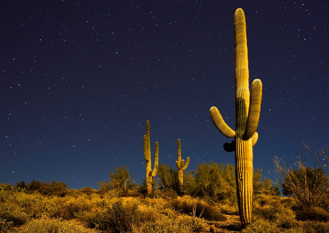 saguaro cacti, starry desert night sky, warm artificial light, SD Desktop Wallpaper