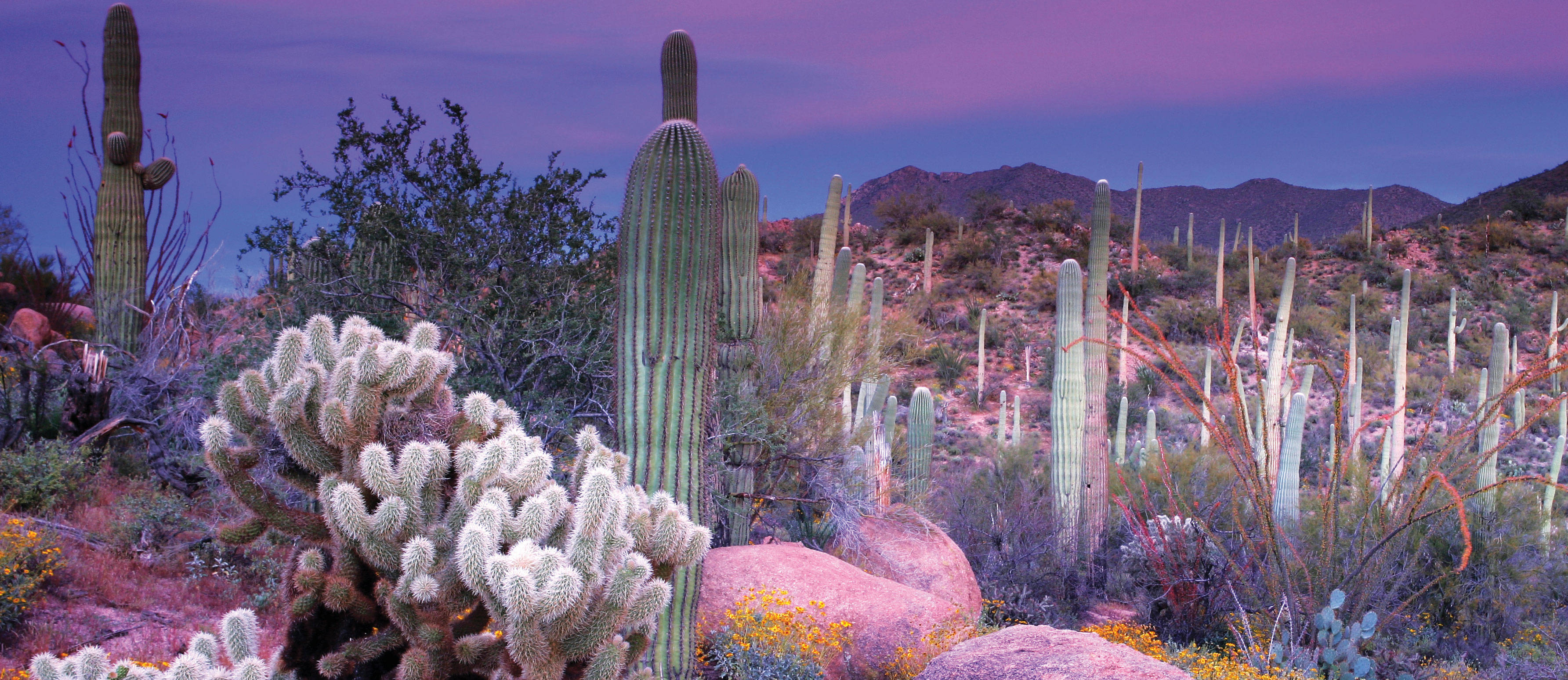 saguaro cacti, prickly pear, purple sky, 2K Desktop Wallpaper