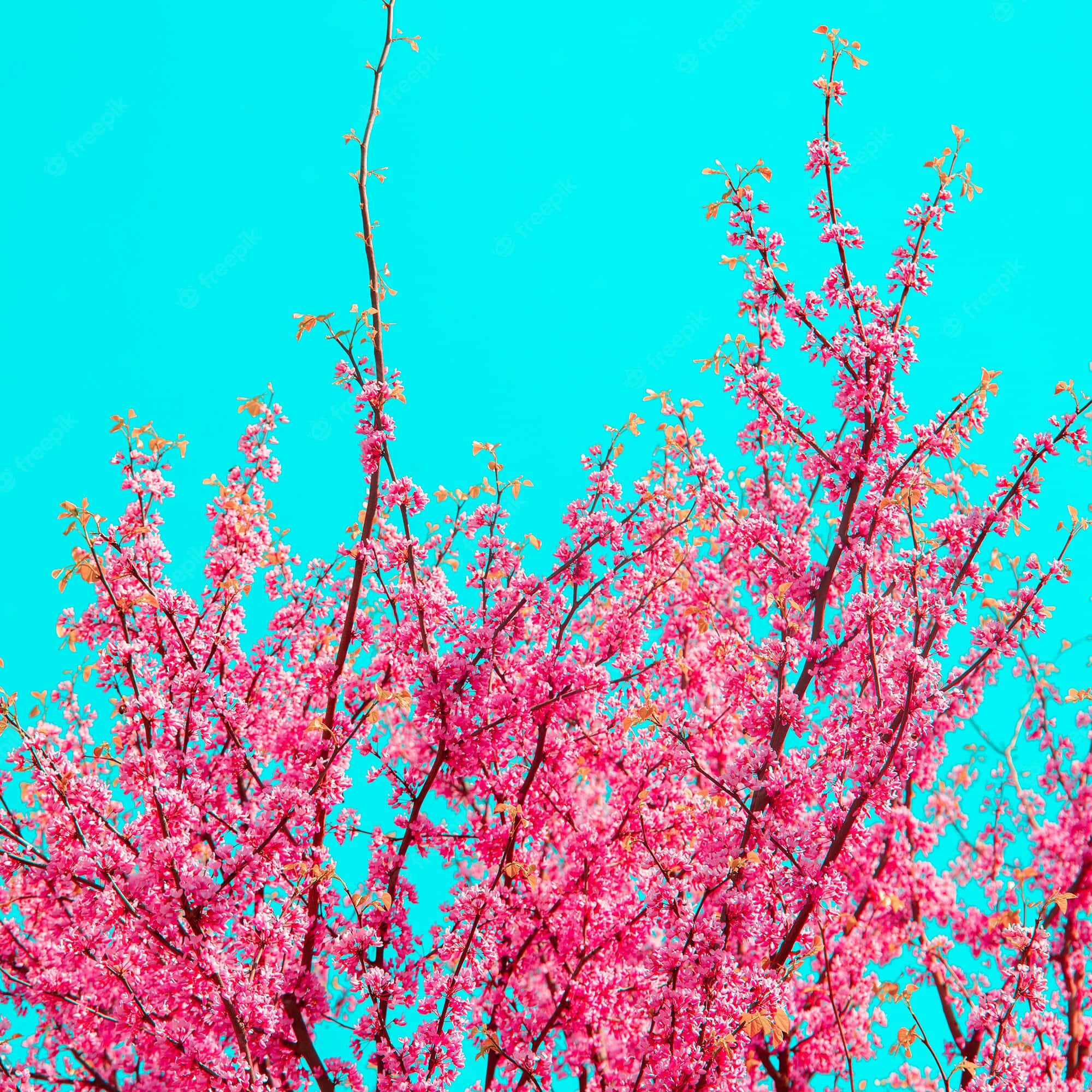 Arizona Tea, pink tree, pink flowers, Full HD Desktop Wallpaper