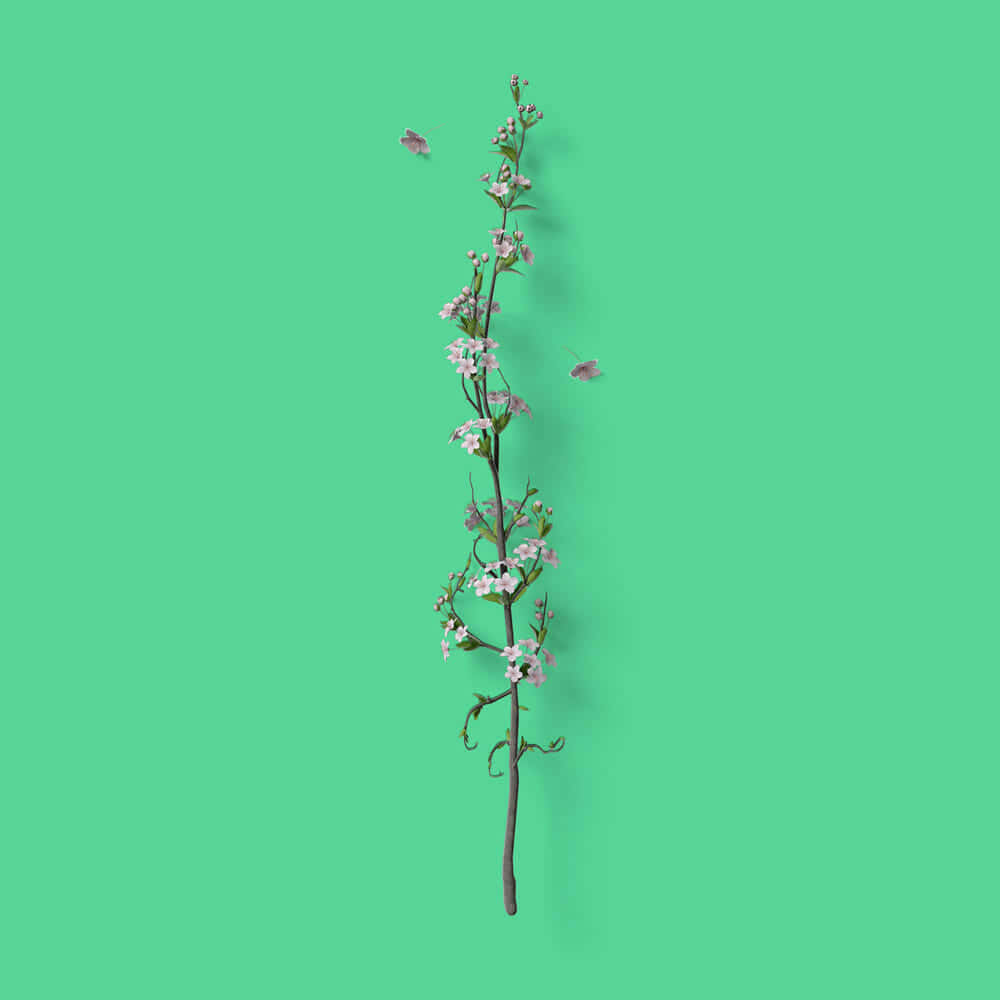 Arizona Tea, cherry blossom branch, pink flowers, SD Desktop Wallpaper