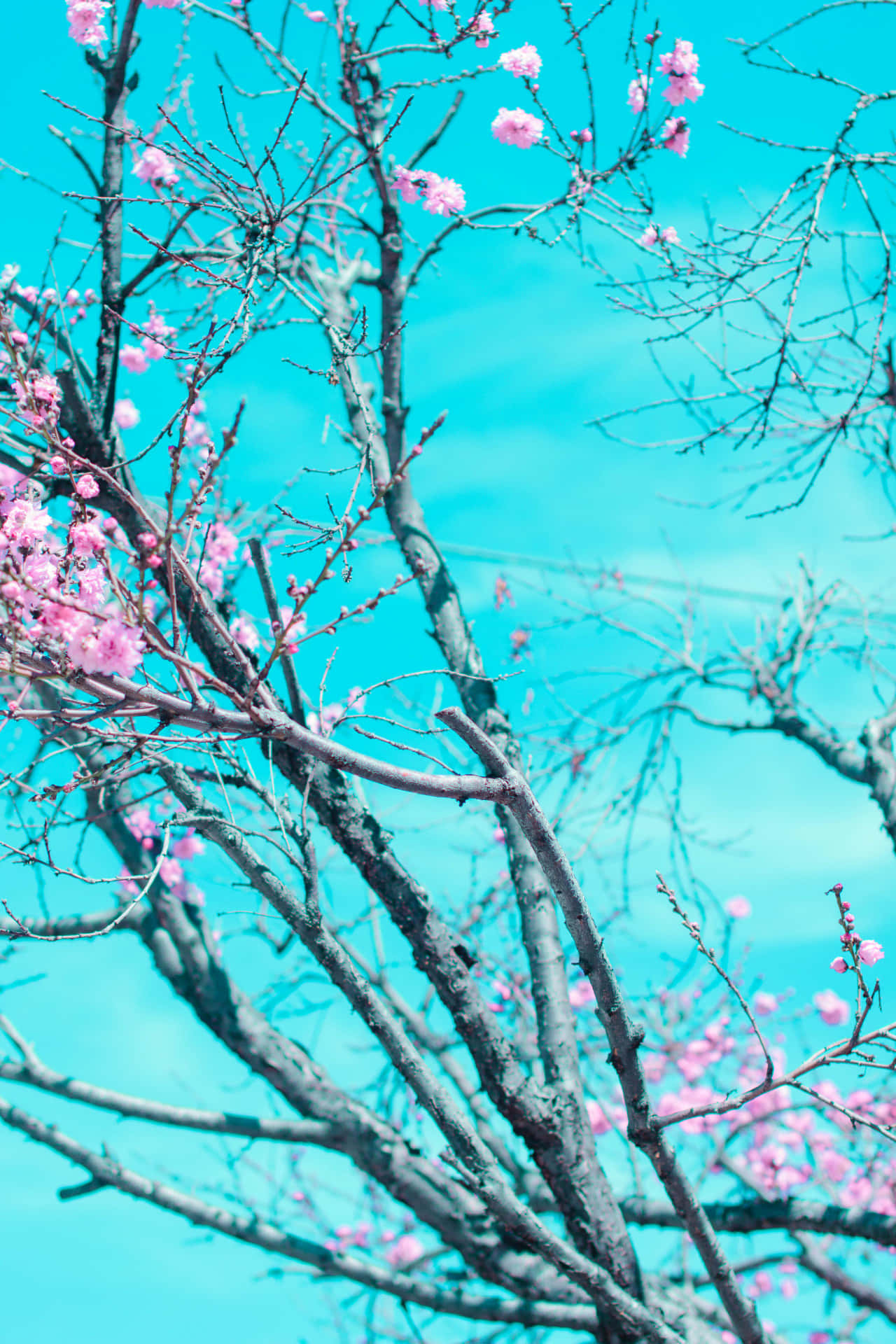 Arizona Tea, pink cherry blossoms, bare branches, Full HD Phone Wallpaper