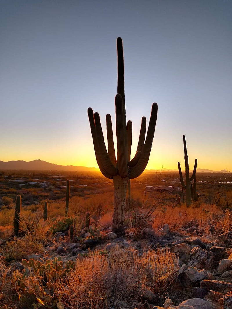 saguaro cactus, golden sunset, desert landscape, SD Phone Wallpaper