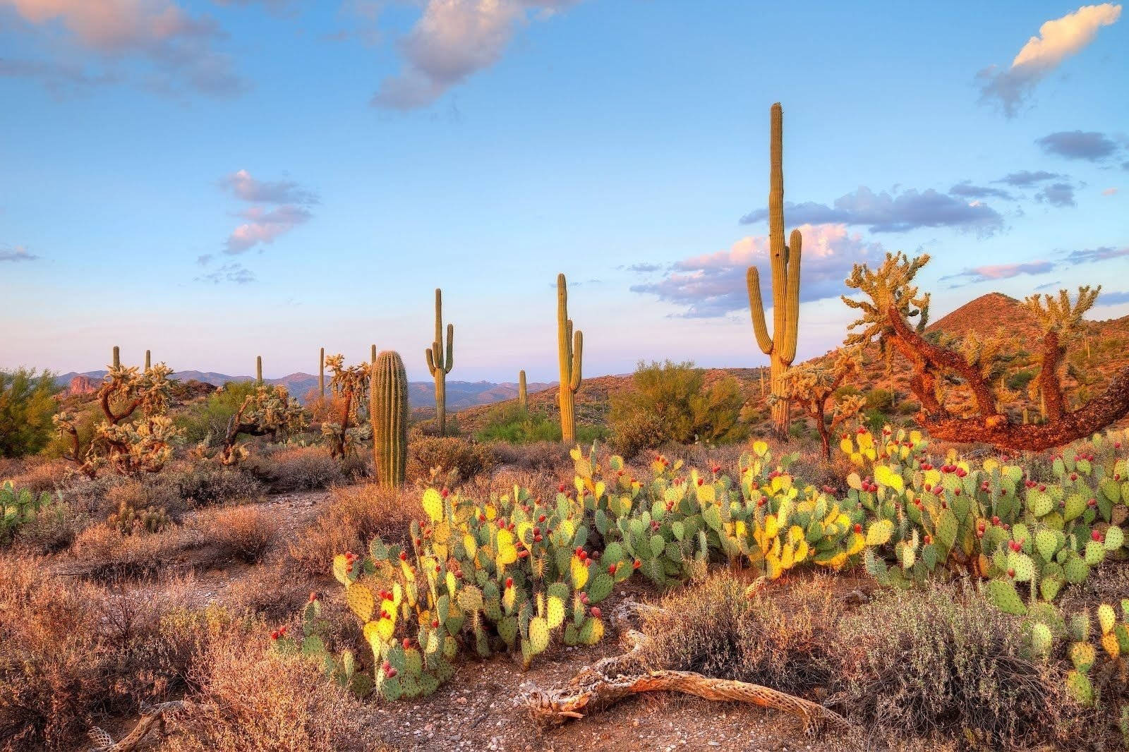 prickly pear cacti, saguaro cacti, golden hour light, HD Desktop Wallpaper
