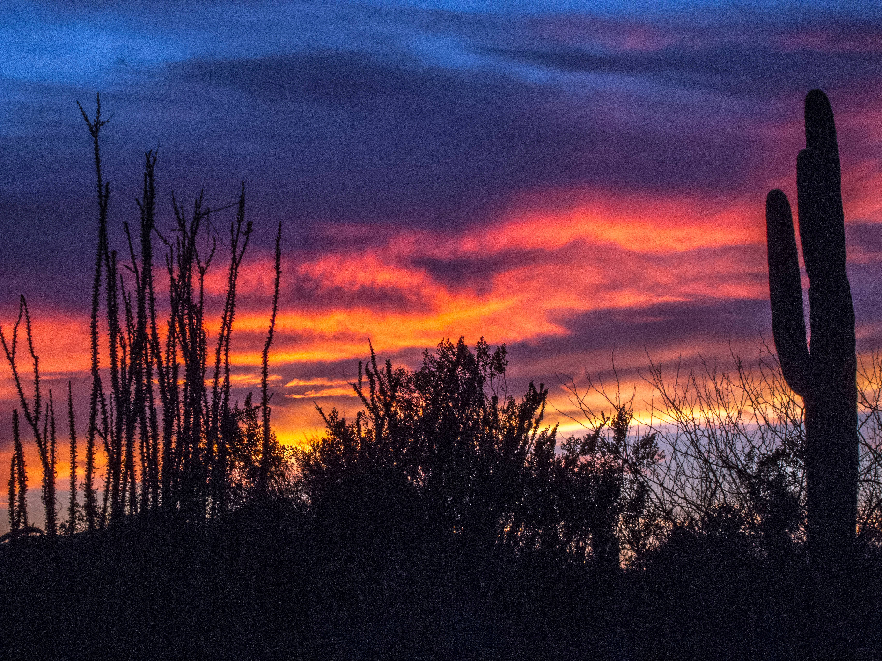 saguaro cacti, Arizona desert, fiery sunset sky, 2K Desktop Wallpaper