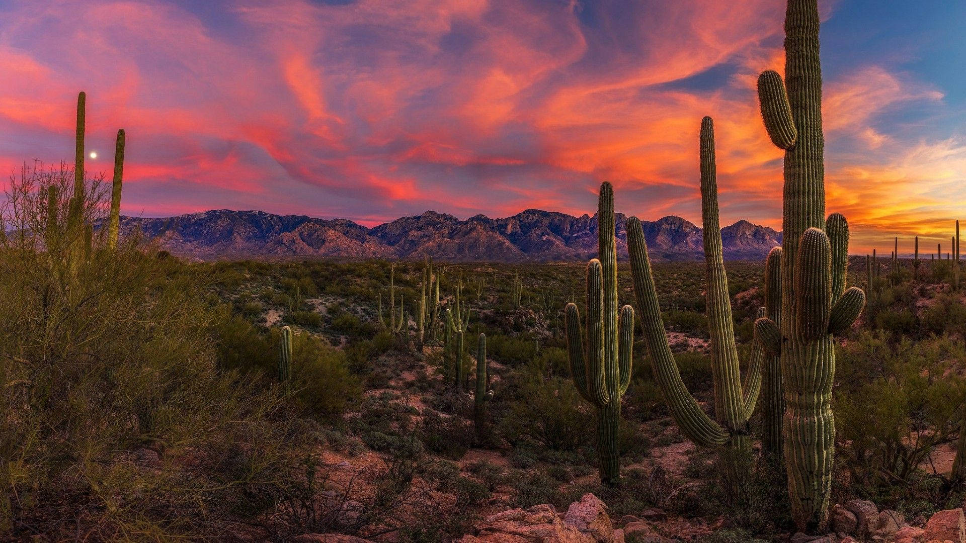 Arizona Desert, saguaro cacti, sunset, Full HD Desktop Wallpaper
