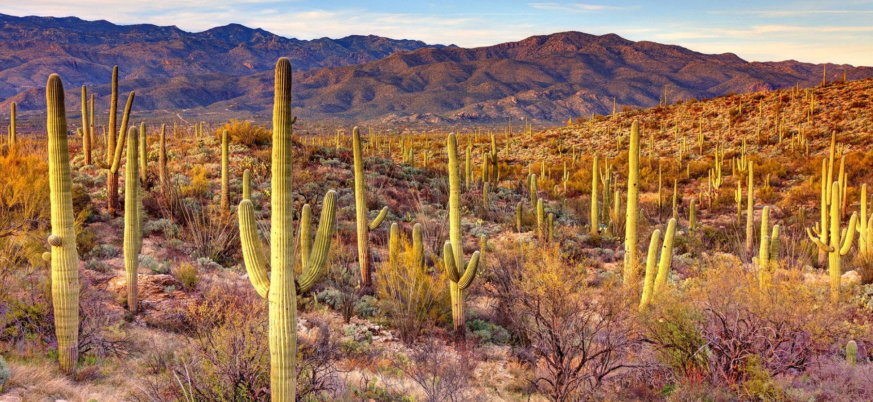 Arizona, desert landscape, saguaro cacti, HD Desktop Wallpaper
