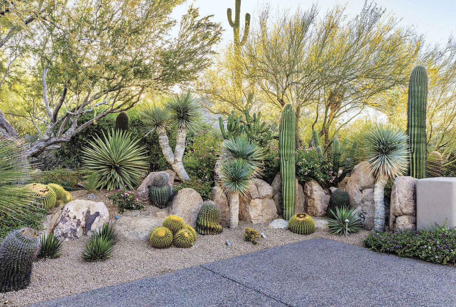 cactus garden, Arizona desert, sunlit desert garden, HD Desktop Wallpaper