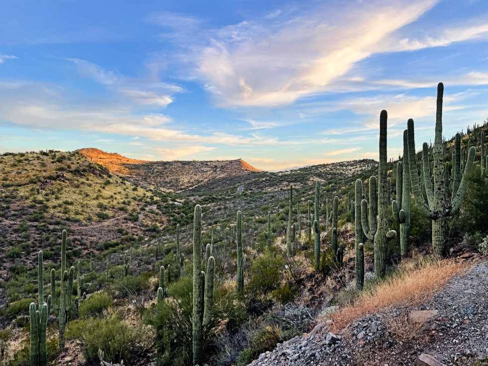 Arizona, saguaro cacti, desert valley, SD Desktop Wallpaper